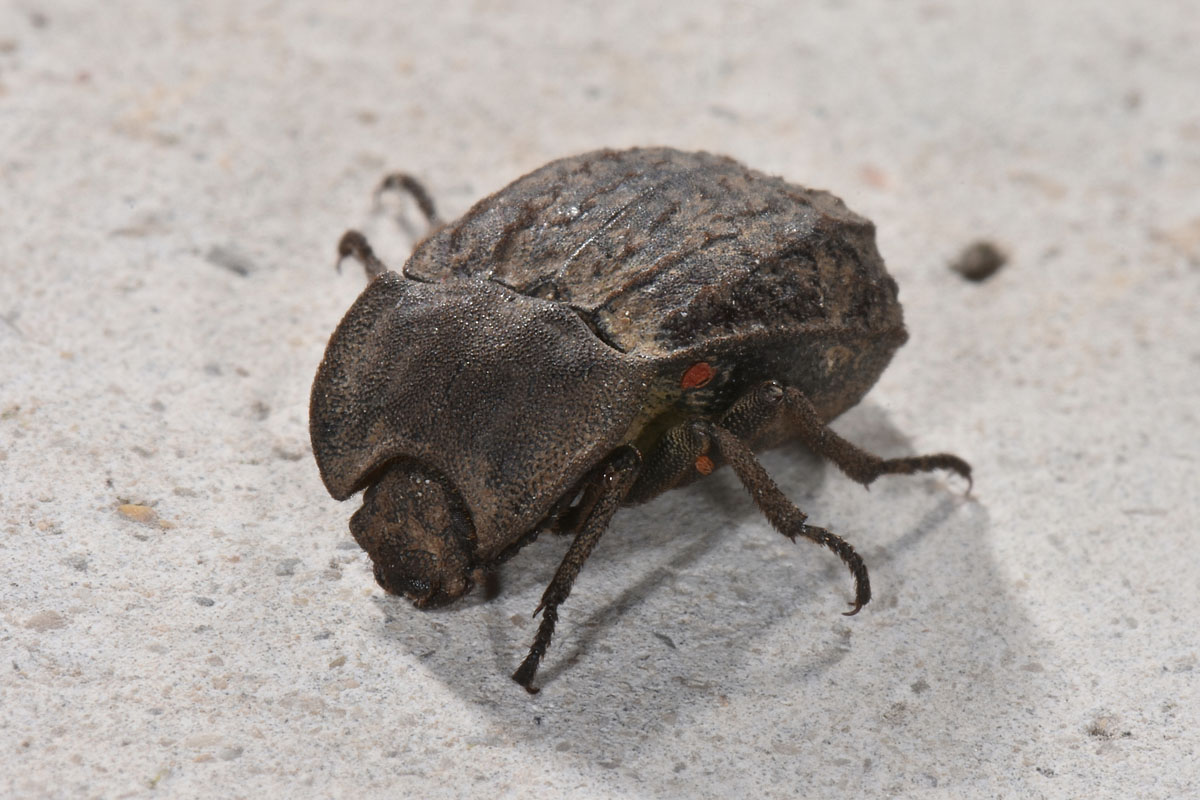 Tenebrionidae: Asida sabulosa